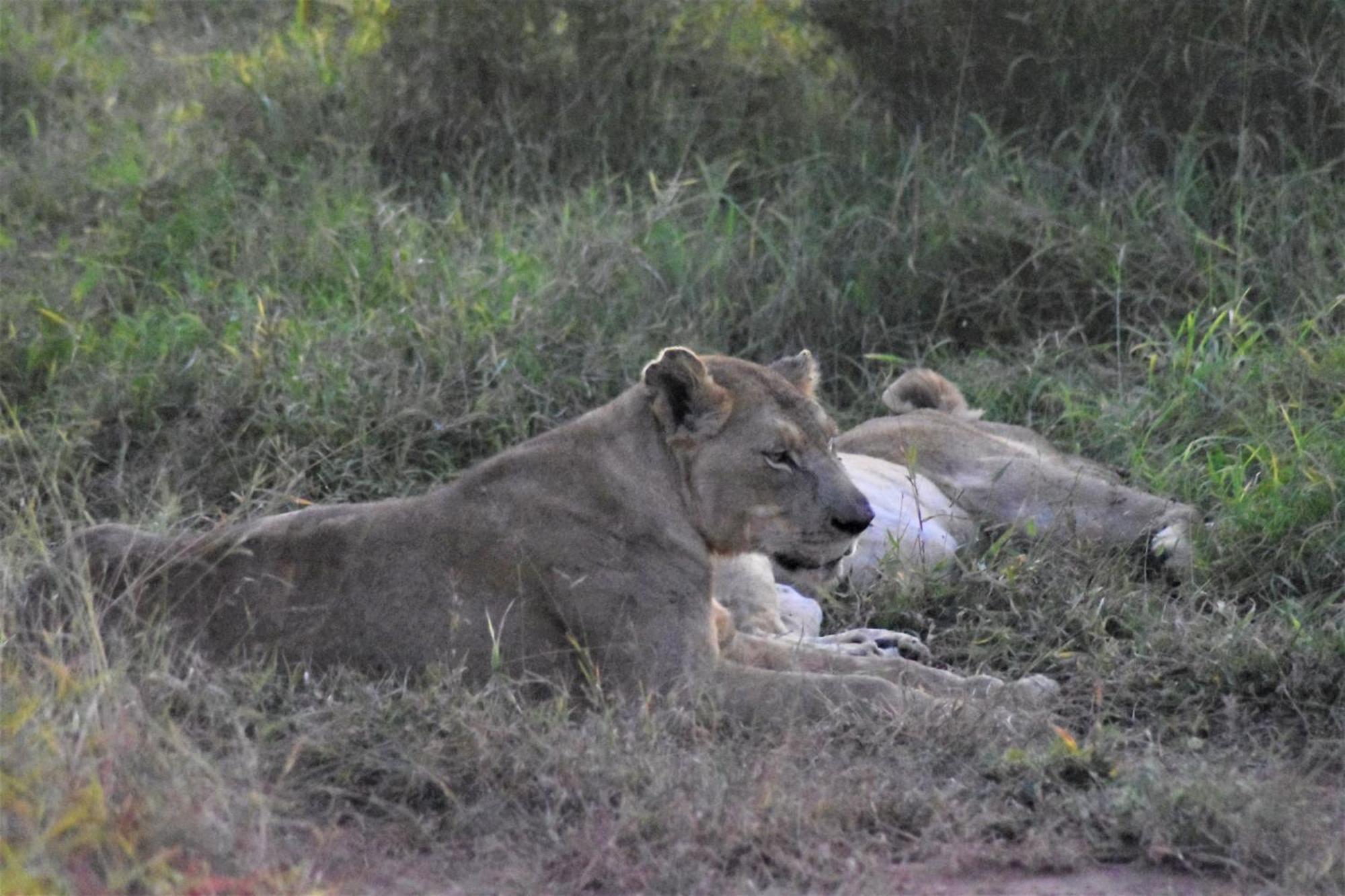The Baobab Bush Lodge And Villa โฮดสปรูท ภายนอก รูปภาพ