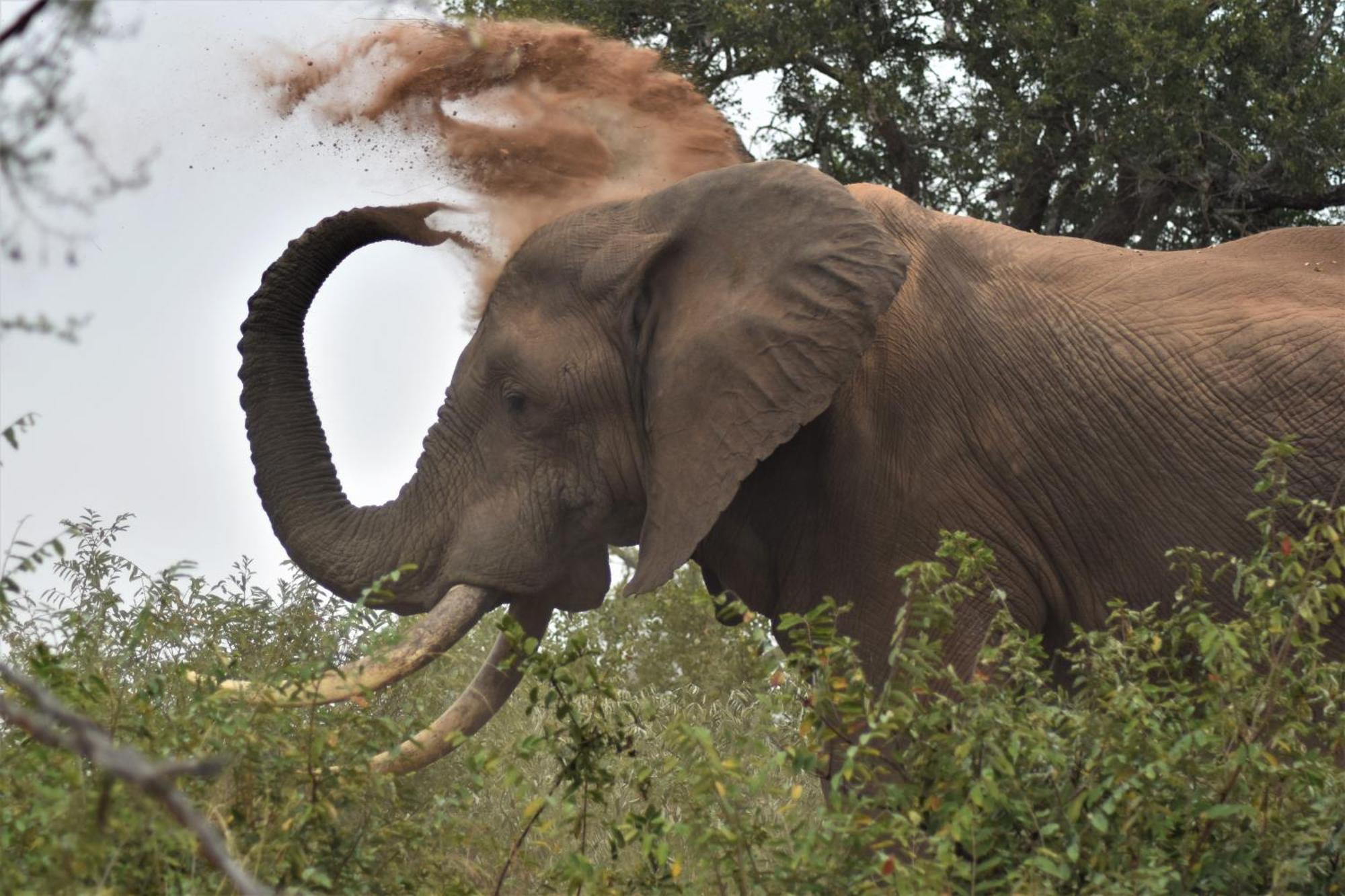 The Baobab Bush Lodge And Villa โฮดสปรูท ภายนอก รูปภาพ