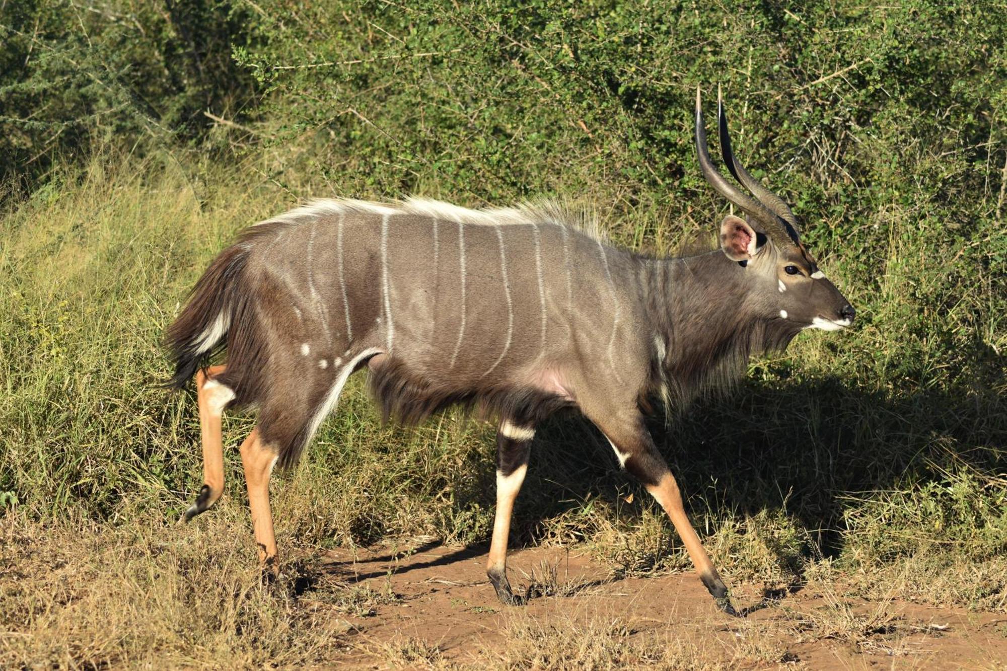 The Baobab Bush Lodge And Villa โฮดสปรูท ภายนอก รูปภาพ