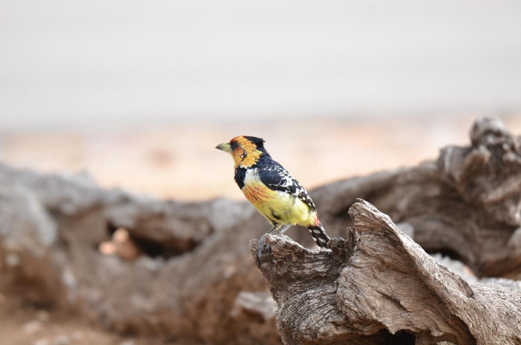 The Baobab Bush Lodge And Villa โฮดสปรูท ภายนอก รูปภาพ