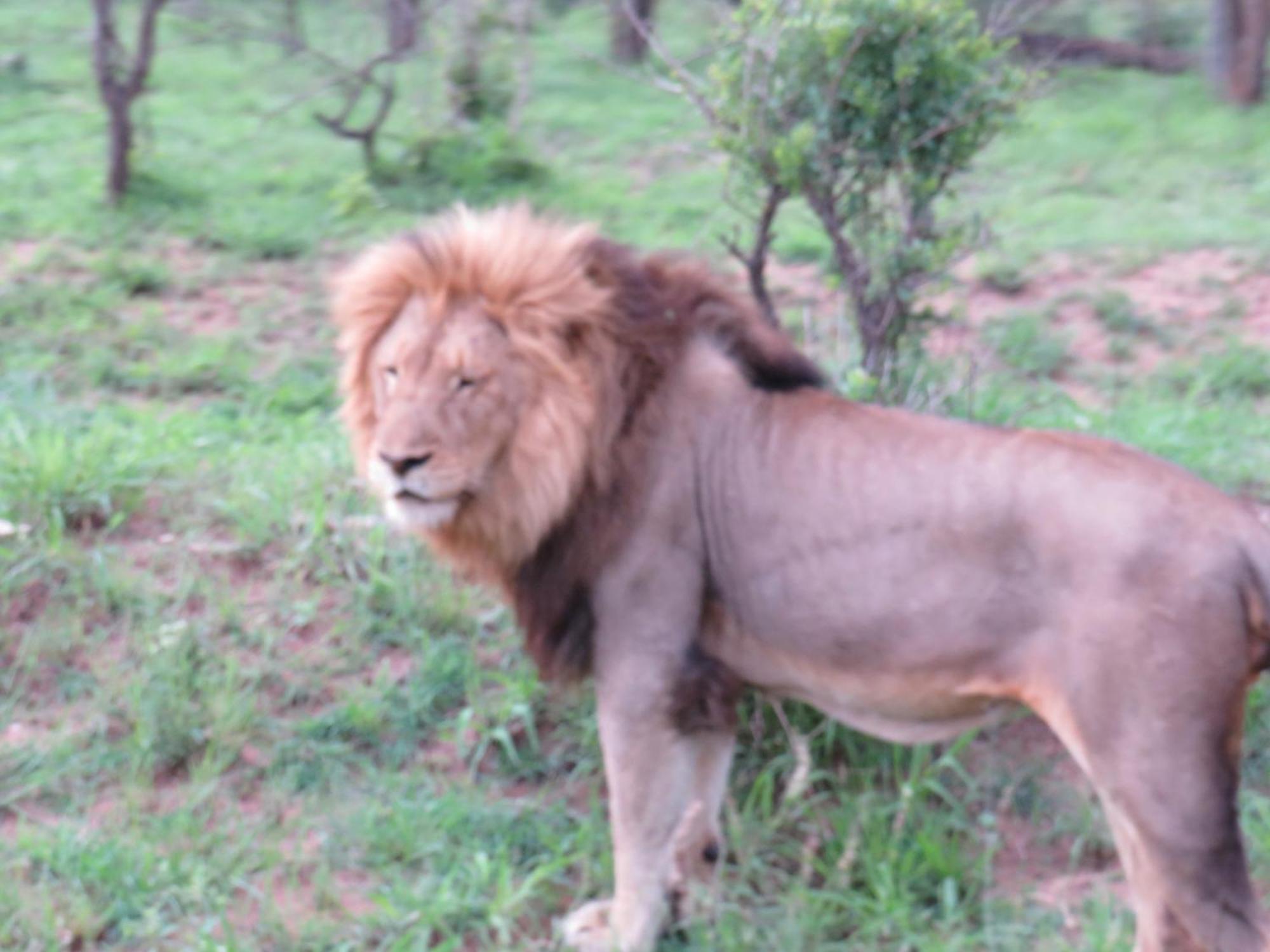 The Baobab Bush Lodge And Villa โฮดสปรูท ภายนอก รูปภาพ