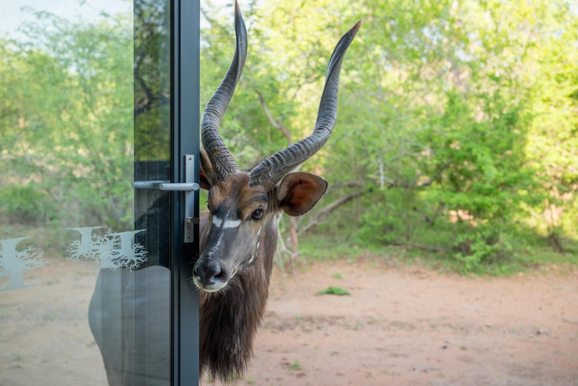 The Baobab Bush Lodge And Villa โฮดสปรูท ภายนอก รูปภาพ